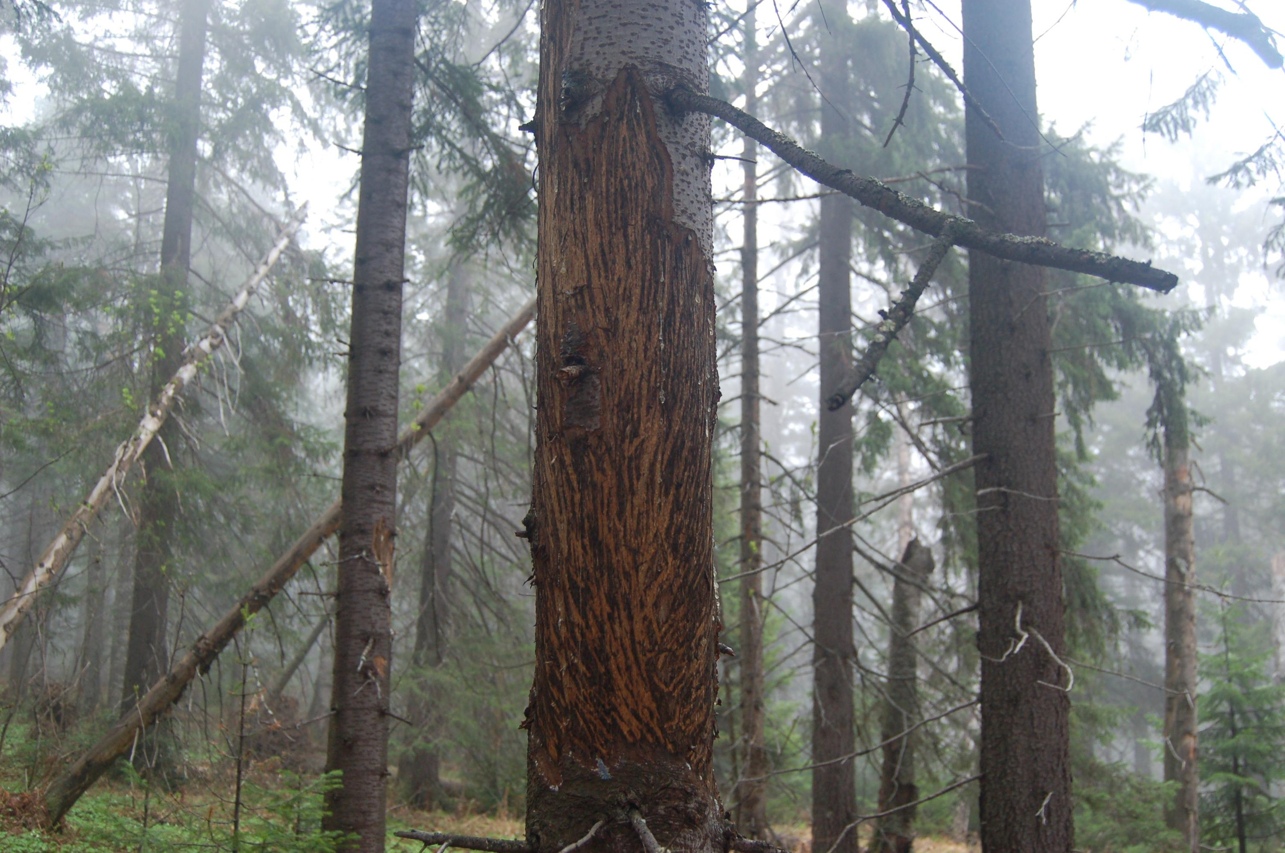 Гора Юрма. Фото и жизнь