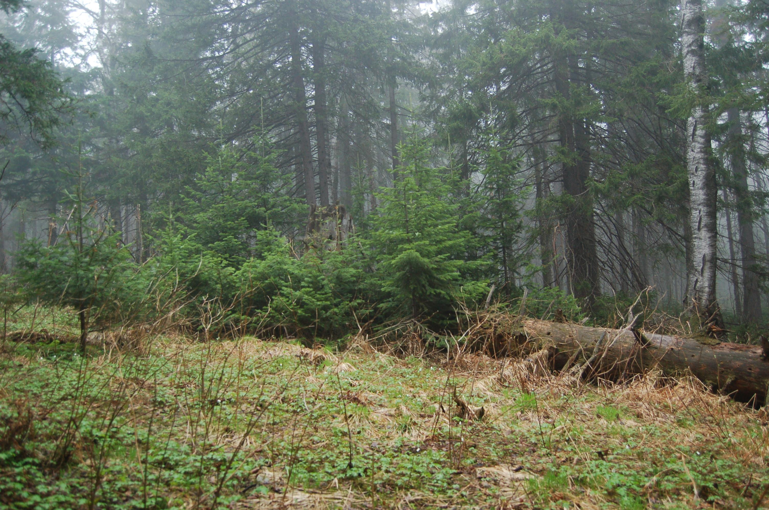 Гора Юрма. Фото и жизнь