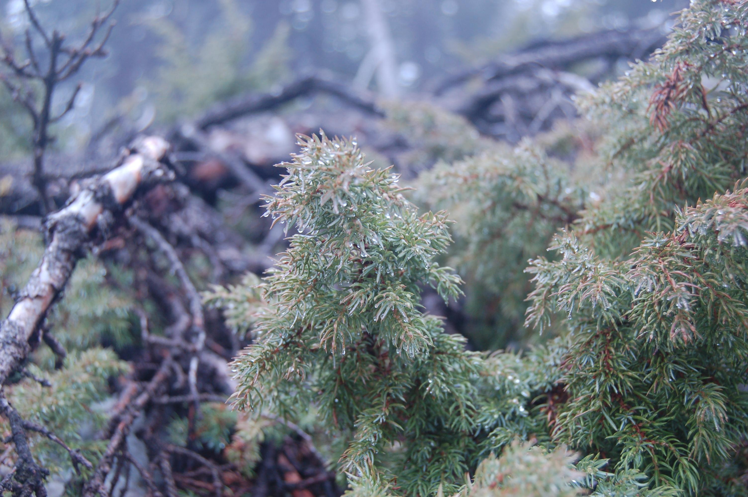 Гора Юрма. Фото и жизнь