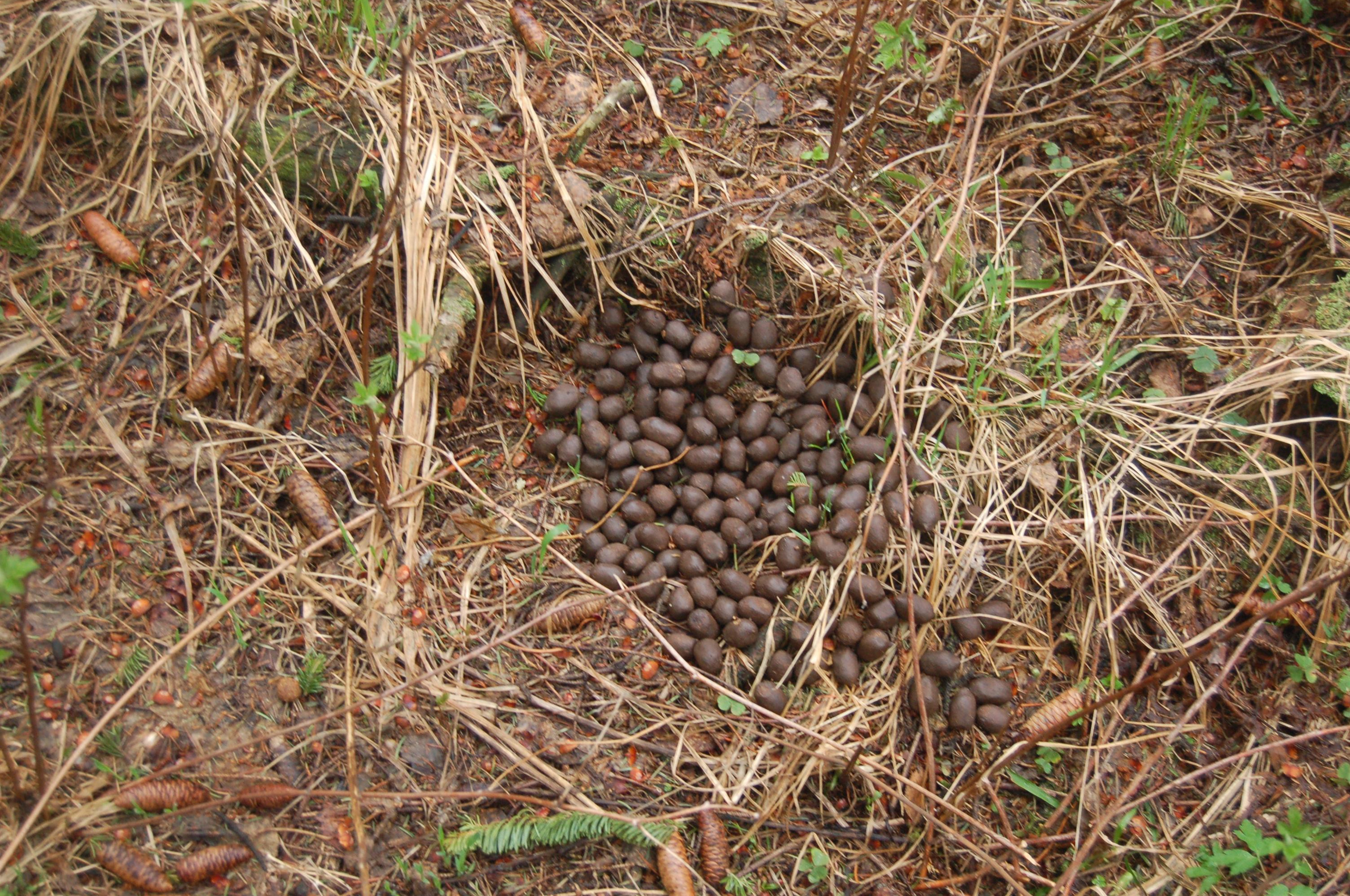 Гора Юрма. Фото и жизнь