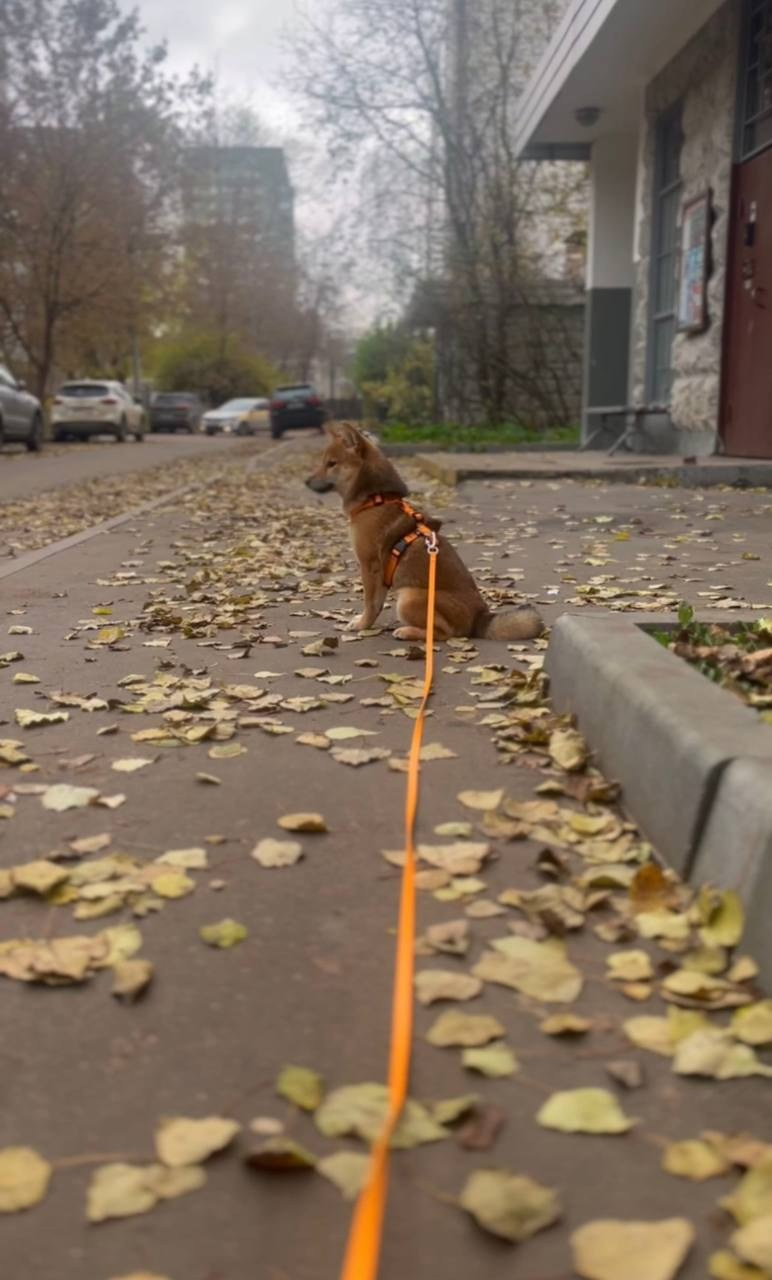 Социализация щенка в городе