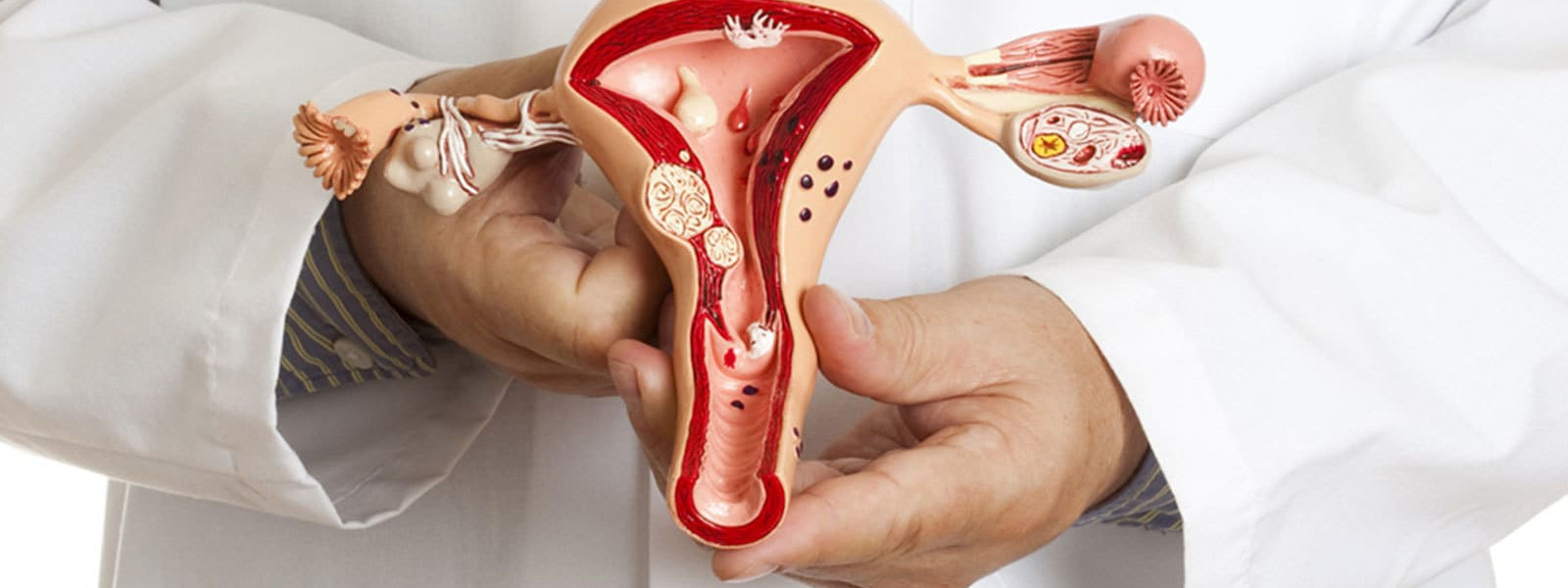 Мужская и женская репродуктивная система. «Сово-Сова» продукция для омоложения, здоровья и долголетия
