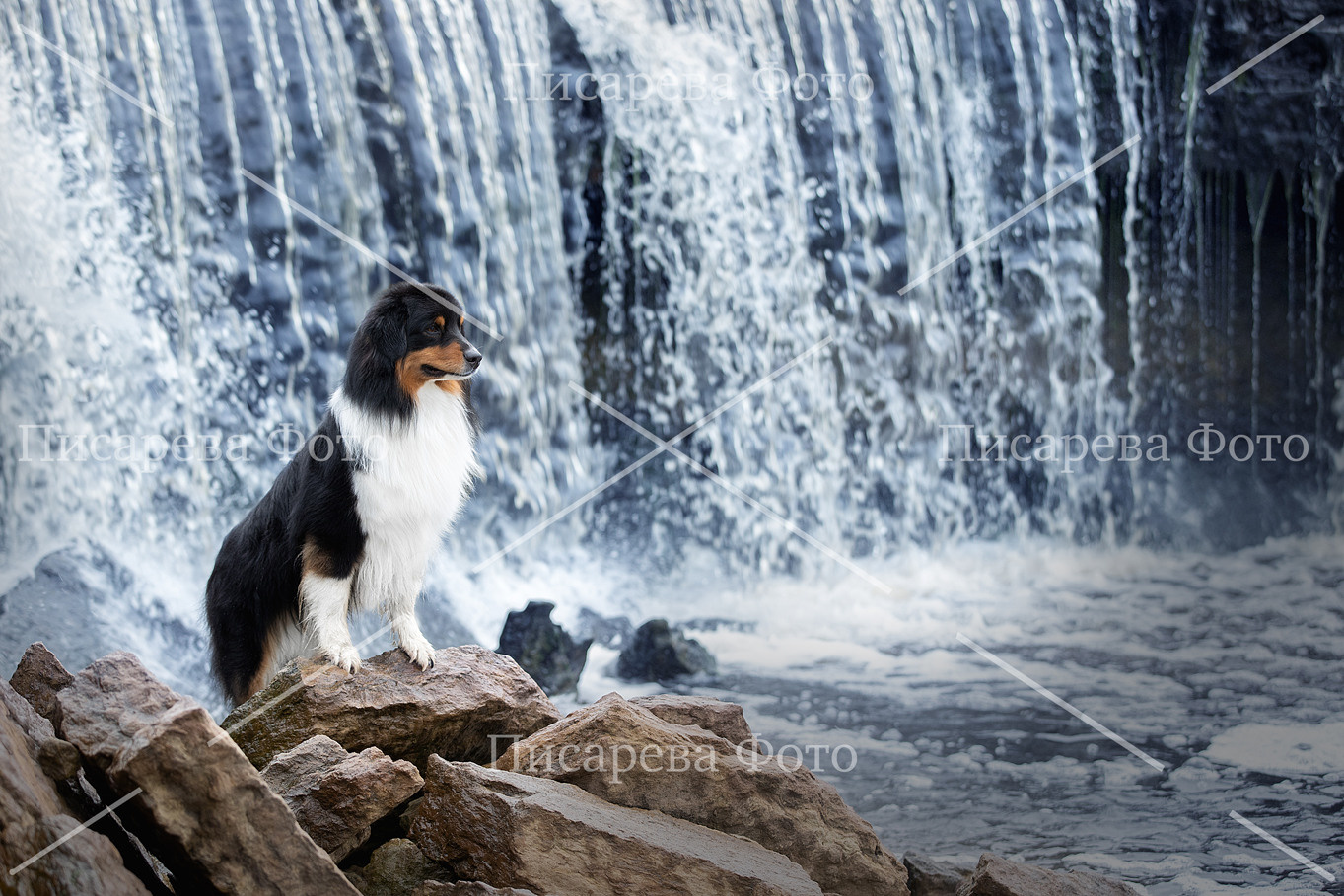Собака породы Аусси на фоне водопада