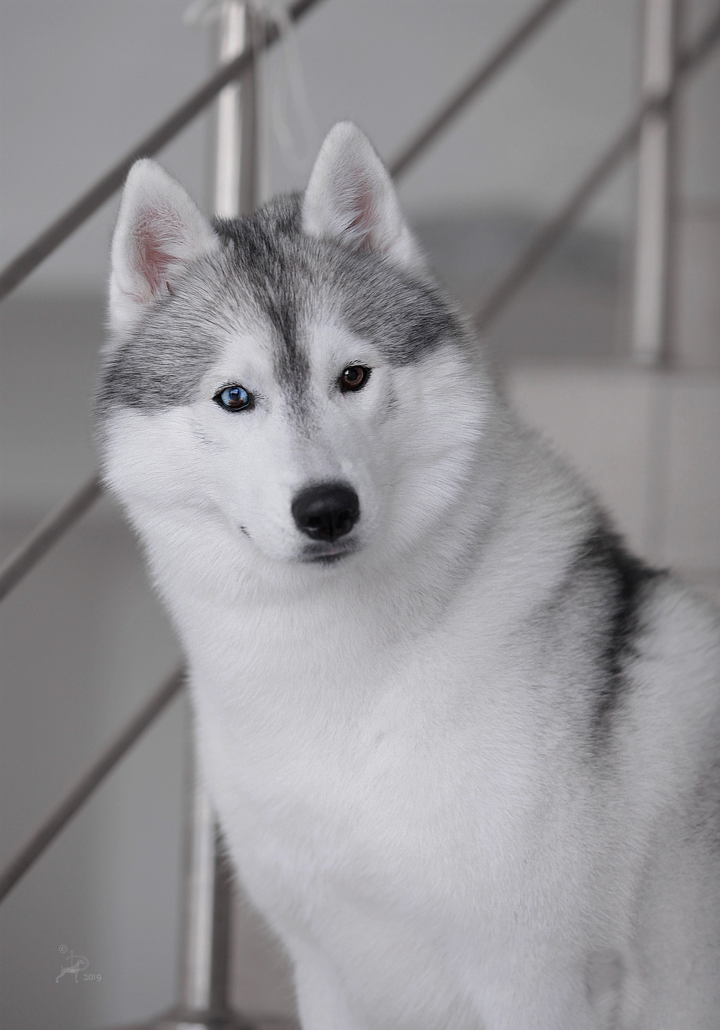 Сибирские хаски питомника Ice Fantasy Брянск. Ice Fantasy kennel: professional breeding of Siberian huskies and wels