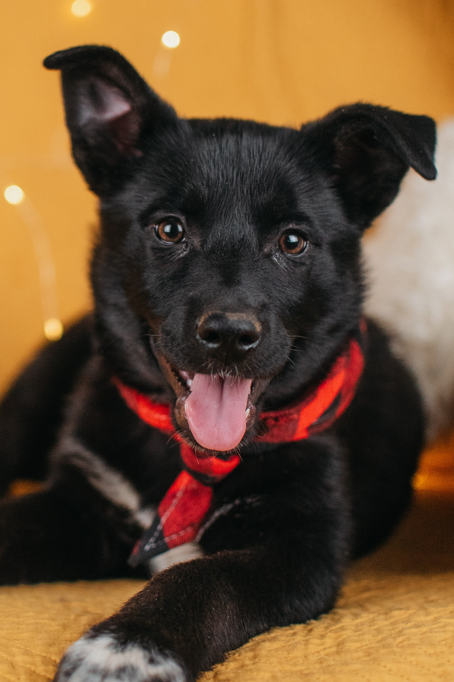 Животные на пристройство. Фотограф-анималист Валерия, Москва, Мытищи