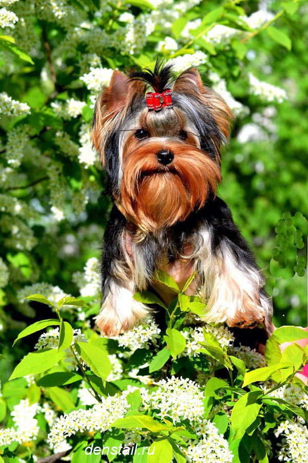 2014 г Результаты выставок. Питомник Йоркширских терьеров Дэнстайл в Санкт-Петербурге заводчик Тих