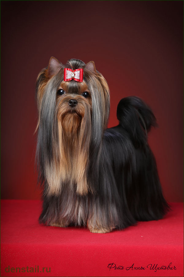 2013 г Результаты выставок. Питомник Йоркширских терьеров Дэнстайл в Санкт-Петербурге заводчик Тих