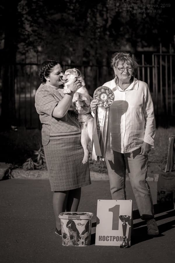 2019. SHIOMARU Shiba and Akita Inu Kennel