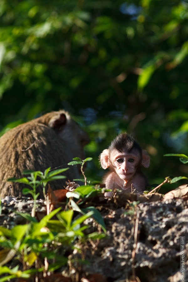 Камбоджа. Фотограф Иван Губанов