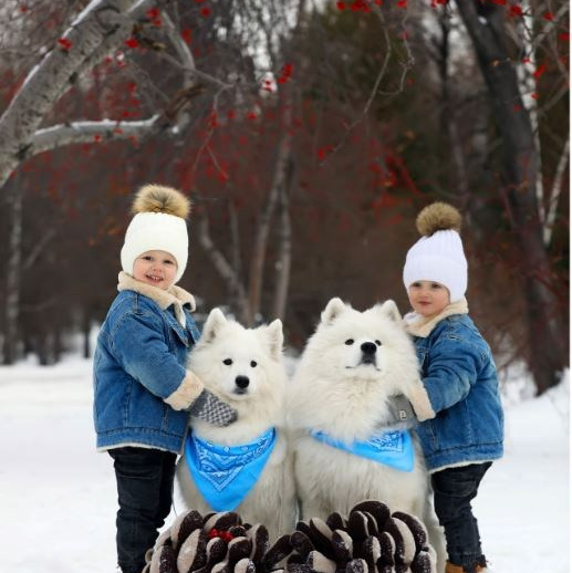 шерсть самоеда купить