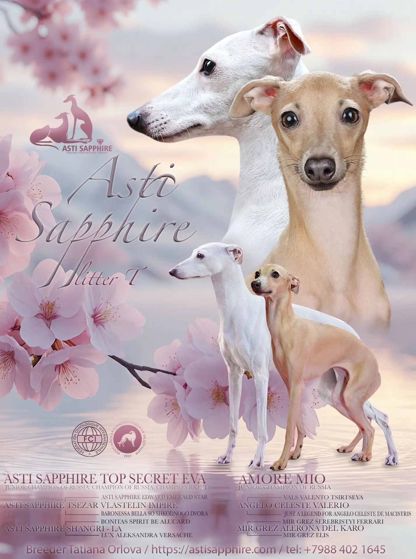 Июльские малыши. Professional Italian Greyhound Kennel RKF/FCI ASTI SAPPHIRE 💎 Sochi|St. Petersburg