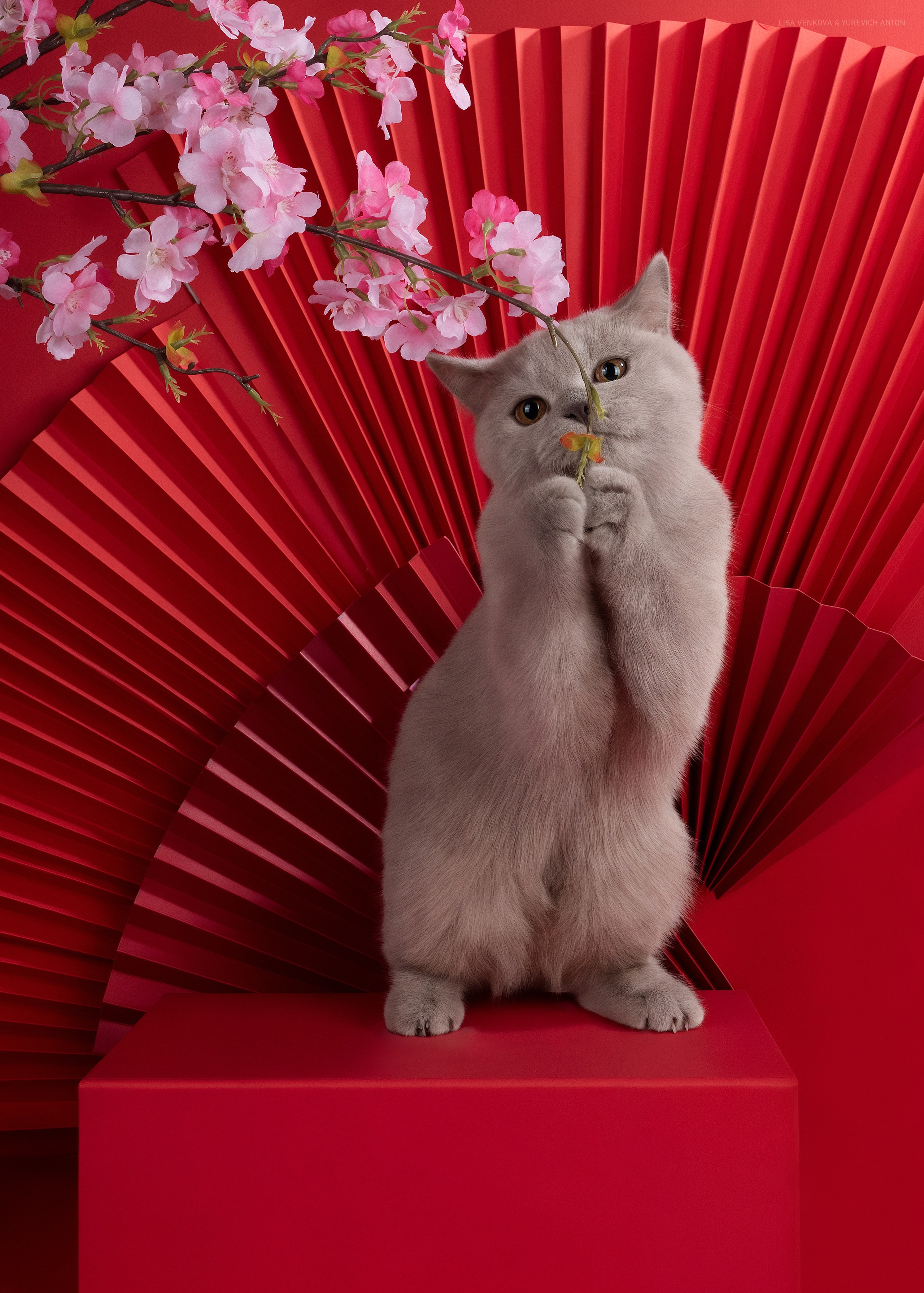 Анималистика. Сайт портфолио двух профессиональных фотографов