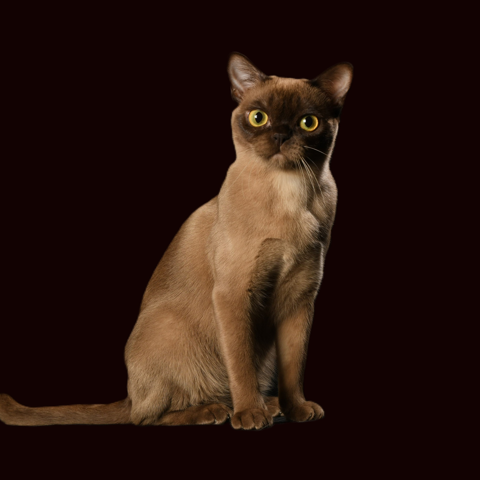 Котёнок американской бурмы. Las Burmas — питомник американской бурмы традиционных линий