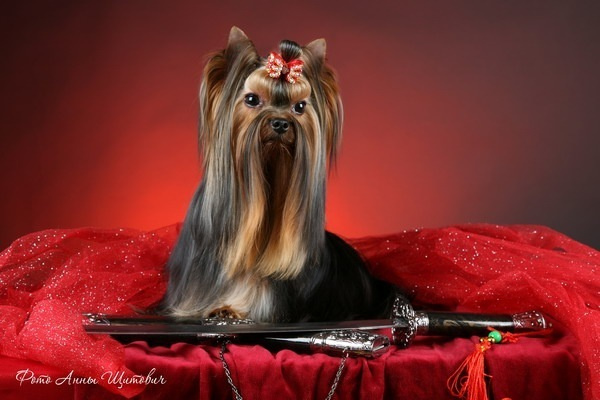 Dare To Dream Stribrne Prani. Питомник Йоркширских терьеров Дэнстайл в Санкт-Петербурге заводчик Тих