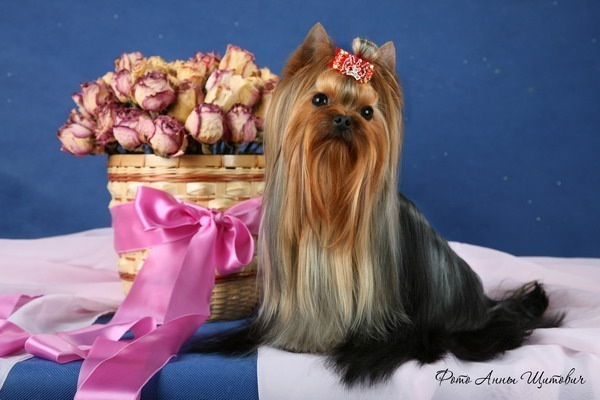 Beloved Cookie Stribrne Prani. Питомник Йоркширских терьеров Дэнстайл в Санкт-Петербурге заводчик Тих