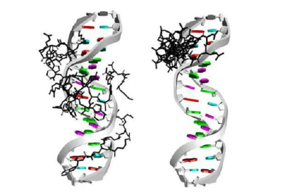 Что такое пептиды простым языком. Сово-Сово — Омоложение и оздоровление!