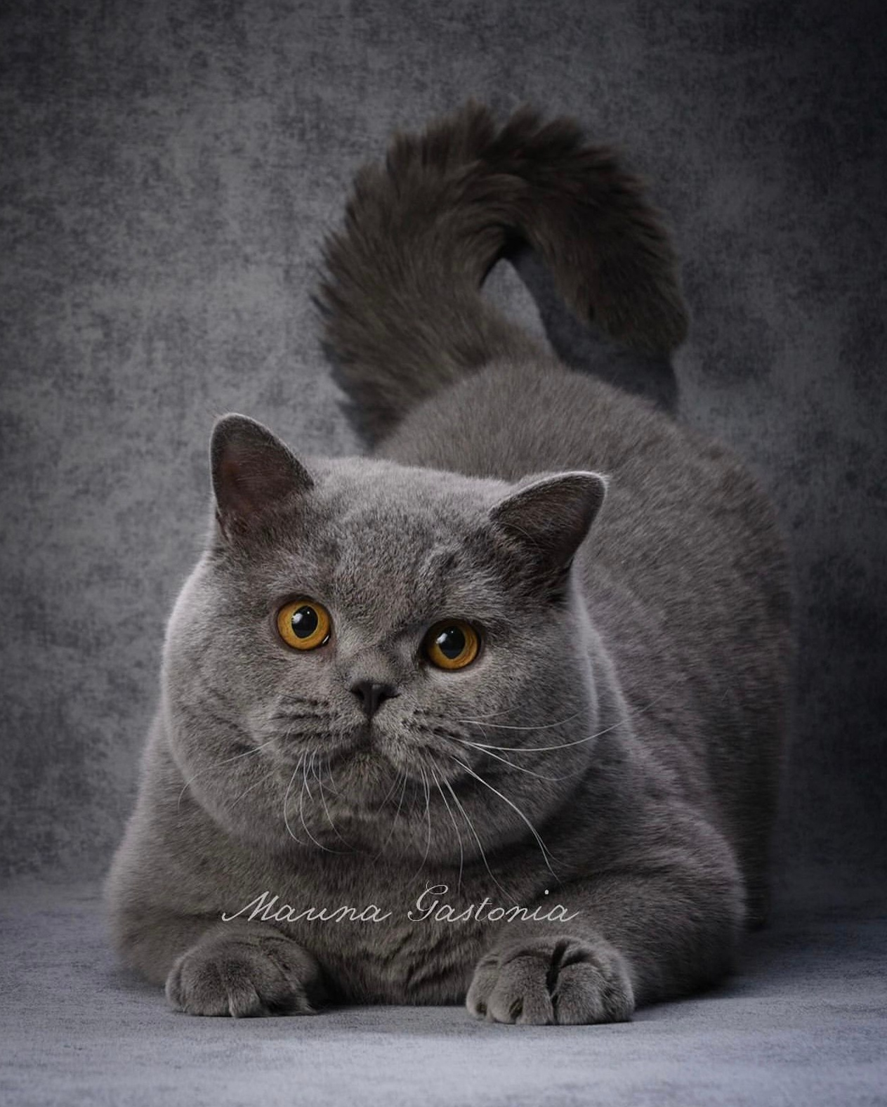 Коты\Male. Mauna Gastonia