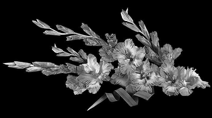 Рисунки. Granum-memorial