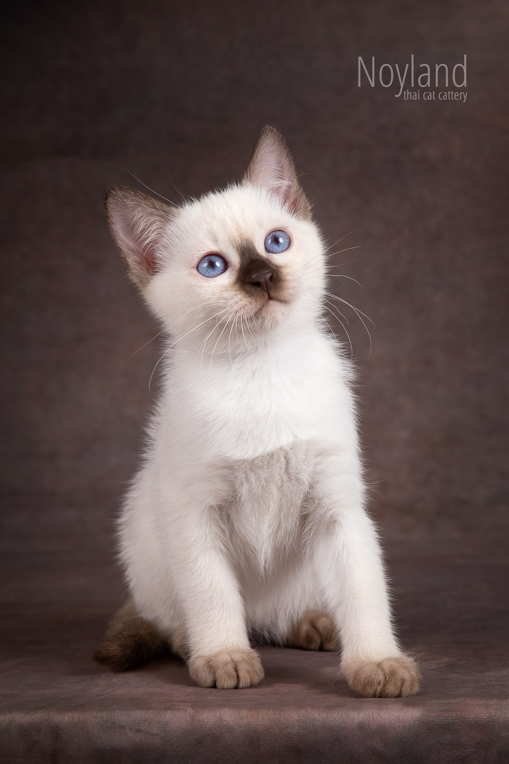 Котята. Питомник тайских кошек в Санкт-Петербурге Noyland