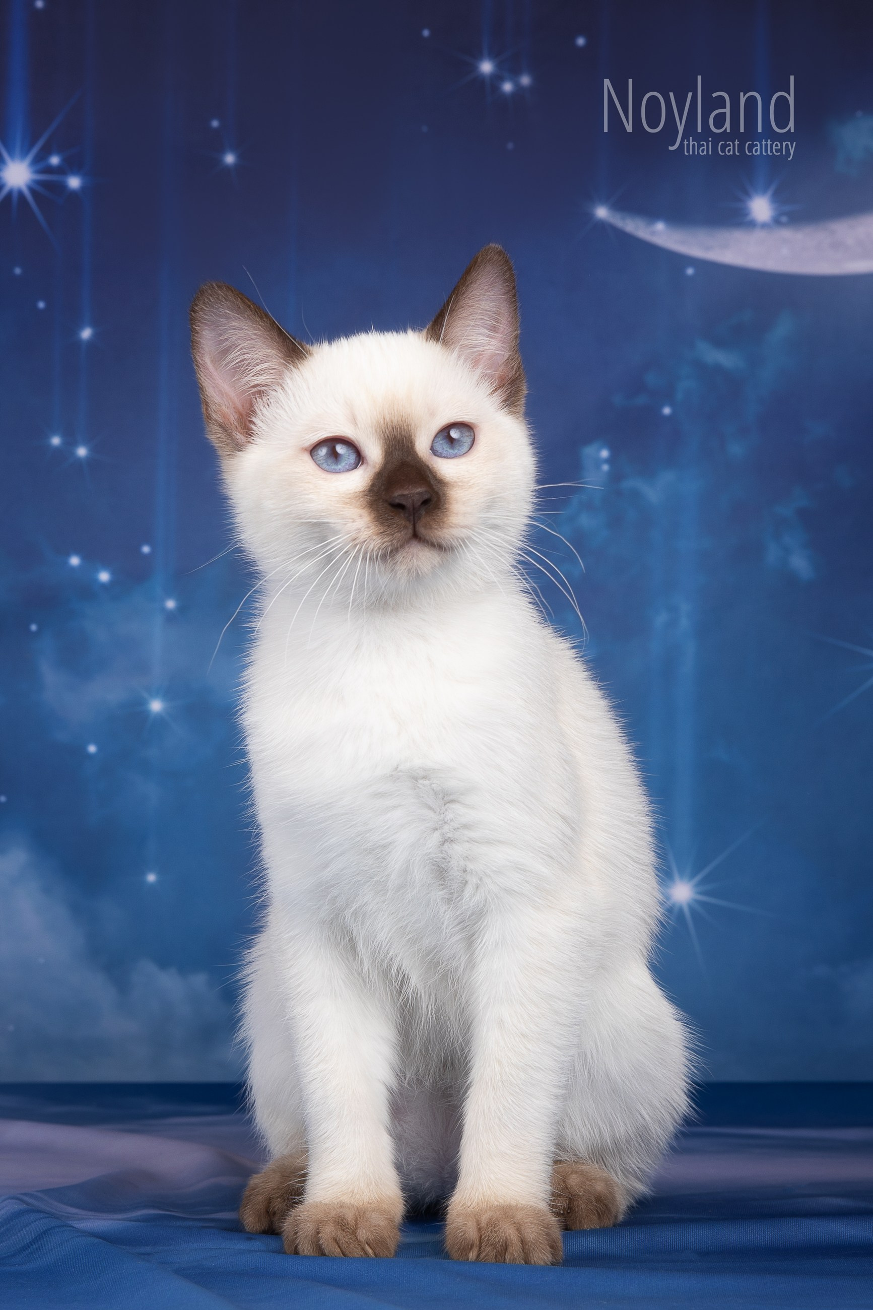 Котята. Питомник тайских кошек в Санкт-Петербурге Noyland