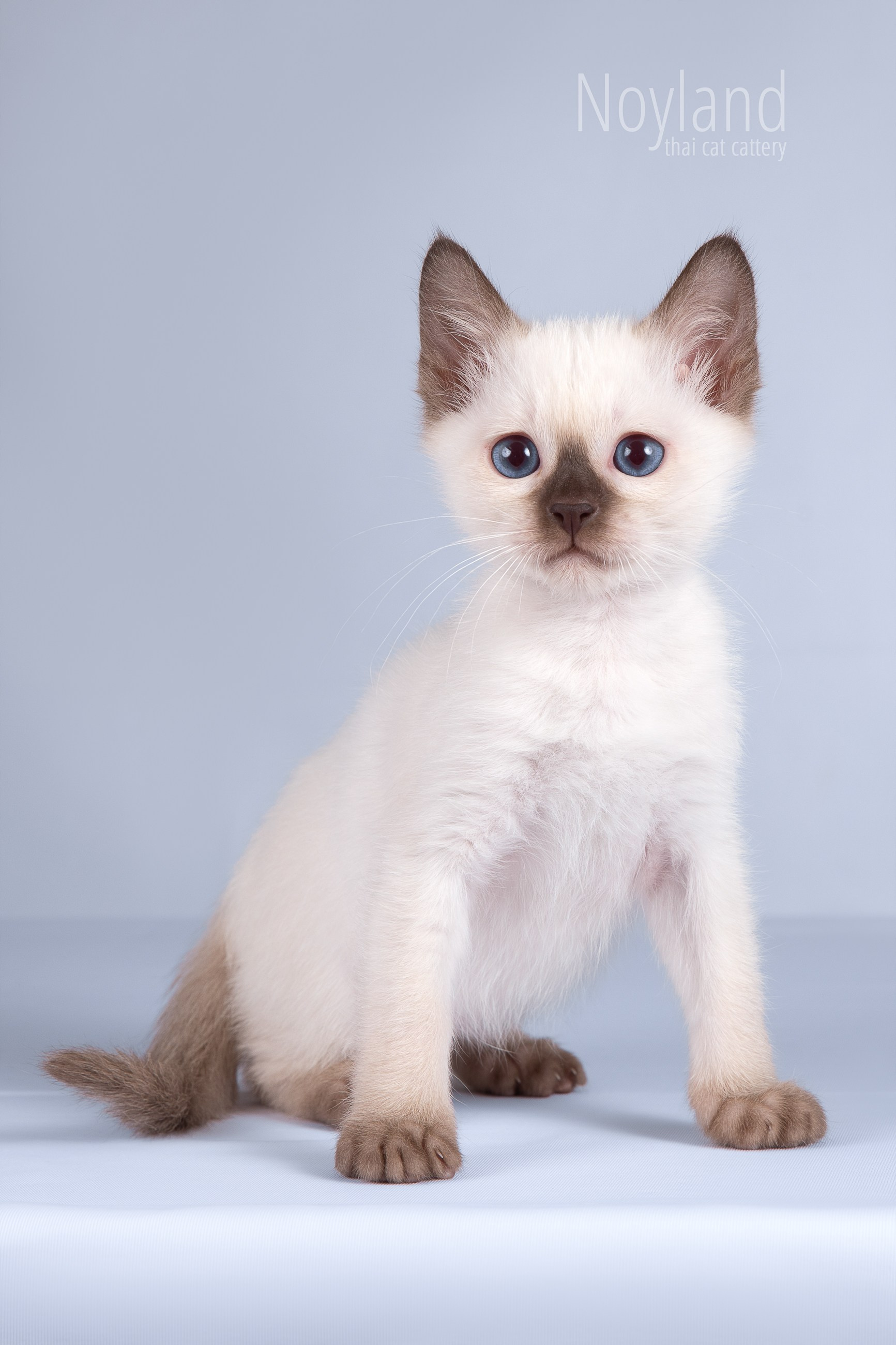 Котята. Питомник тайских кошек в Санкт-Петербурге Noyland