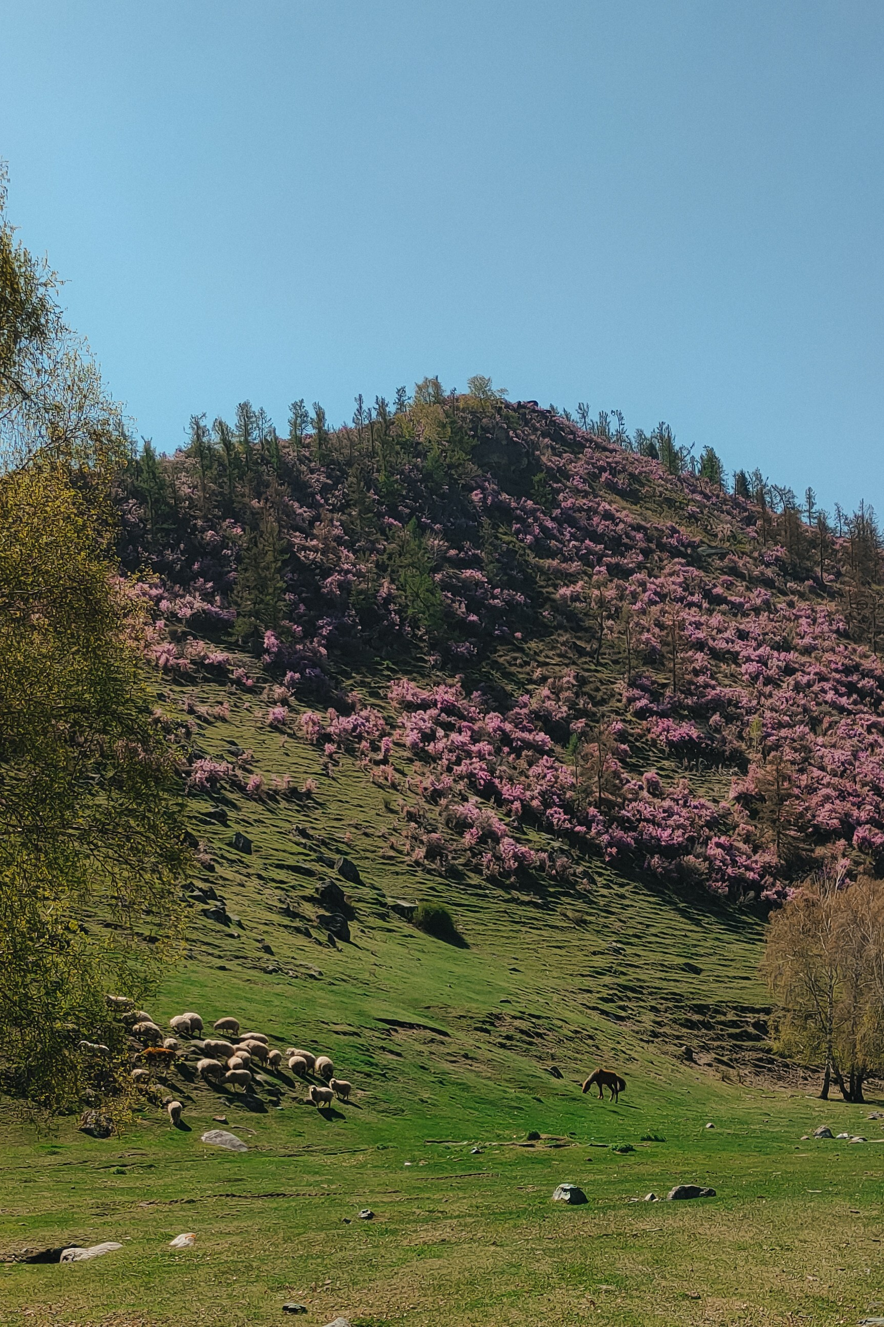 Цветение маральника на Алтае 2026. Фотограф. Алтай