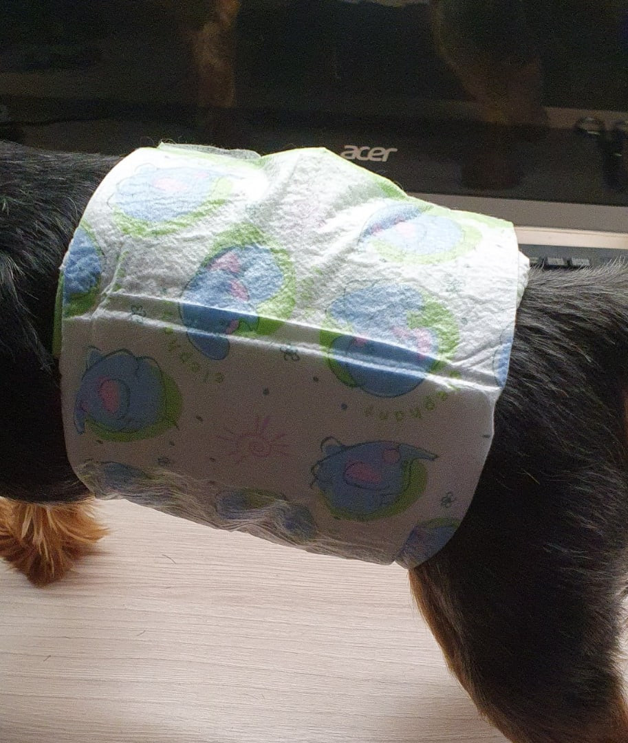 Если кобель стал метить, то можно сделать пояс из детских памперсов!. Питомник Йоркширских терьеров Дэнстайл в Санкт-Петербурге заводчик Тих