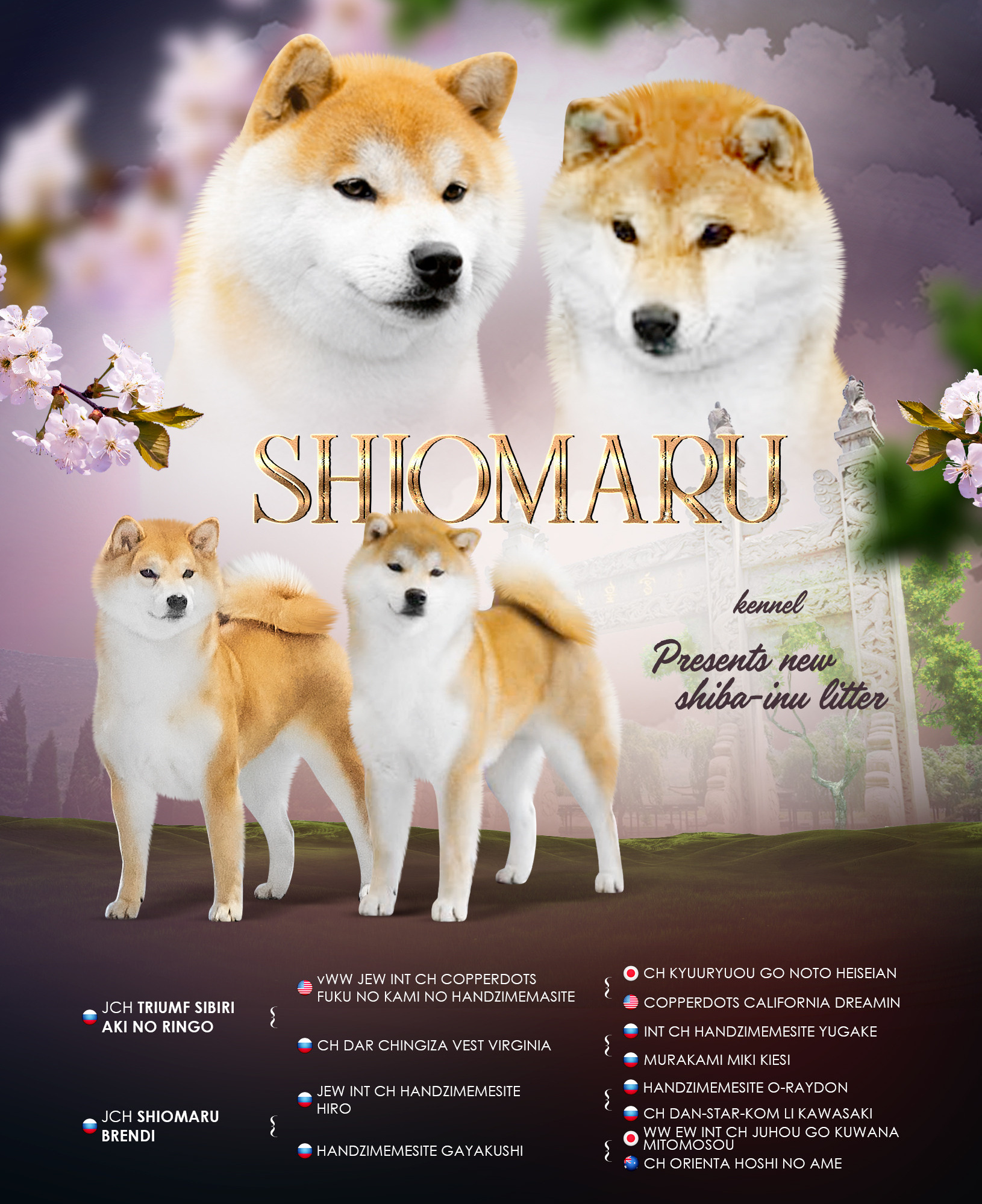LITTERS. SHIOMARU Shiba and Akita Inu Kennel