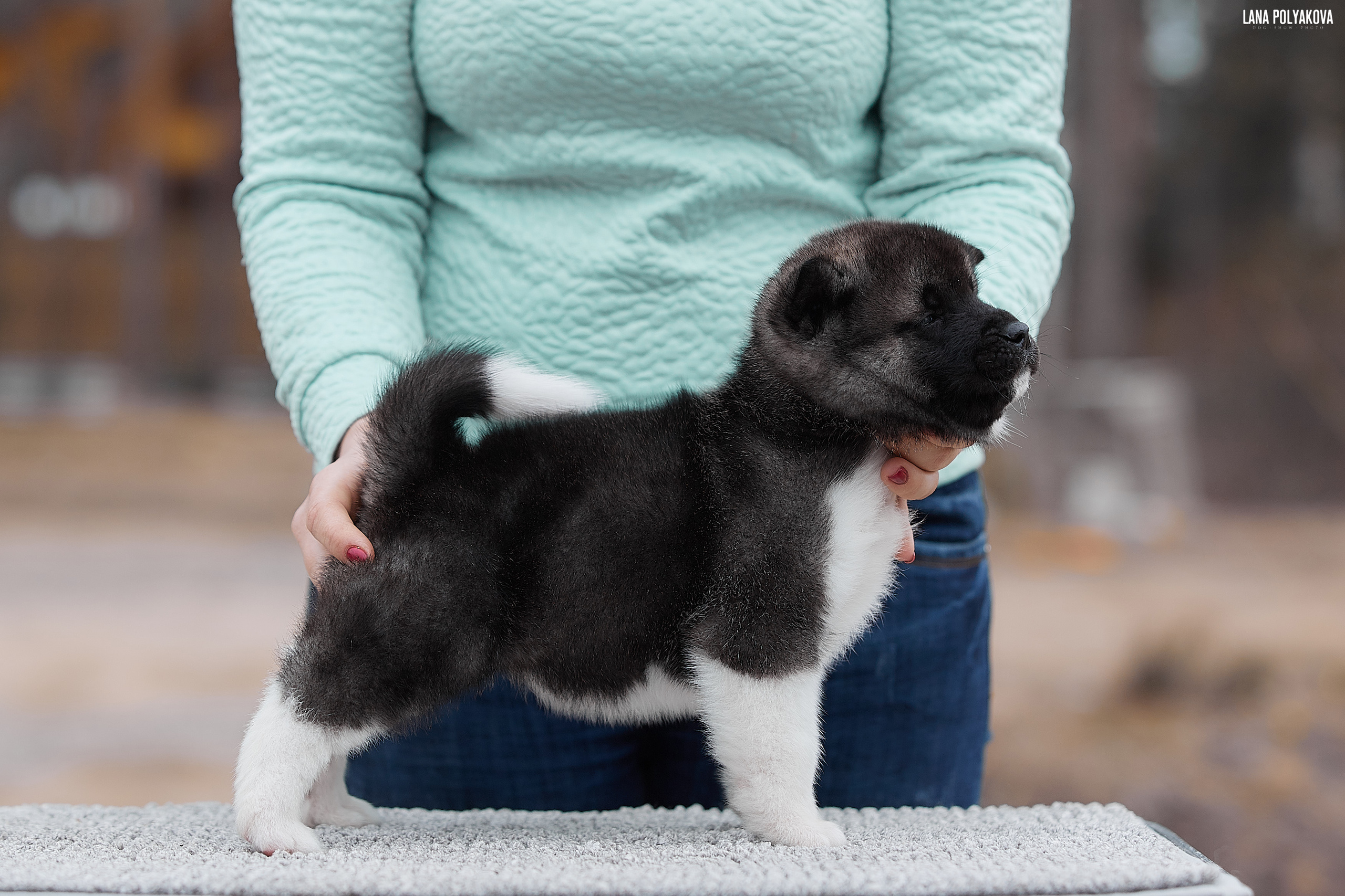 FIRST STANDING PUPPIES LITTER "C". AMERICAN AKITA RUBYLIGHT KENNEL I SHIBA-INU