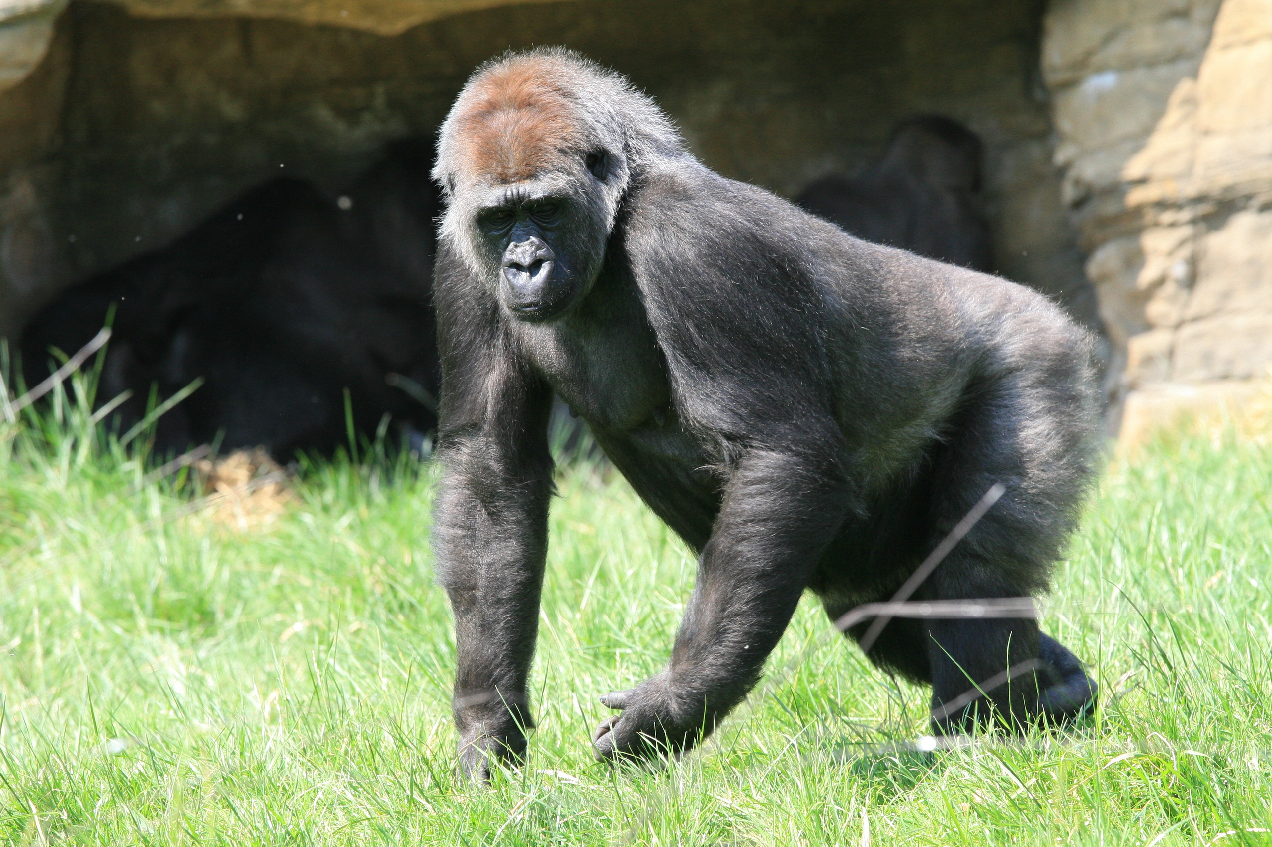 Тематические фотографии. Фотограф в Москве и Подмосковье, Николай Сорокин