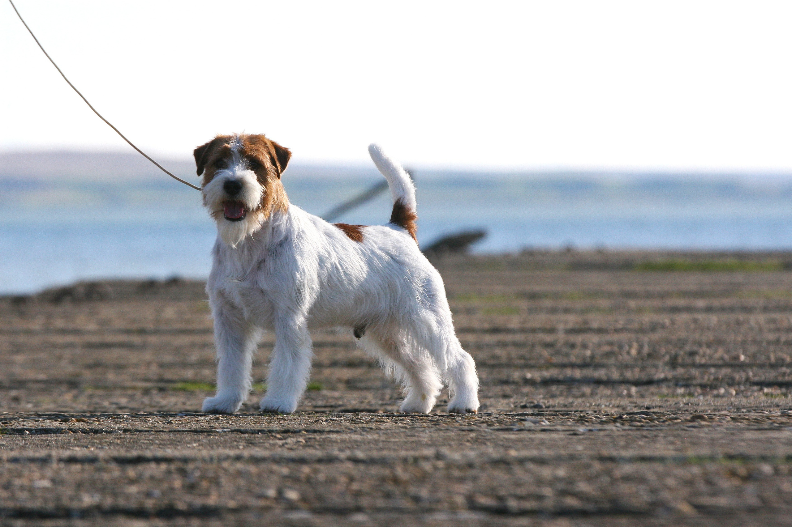 LITTER «F» 24.11.2025. Lovely Orange kennel Jack Russell Terrier FCI/RKF