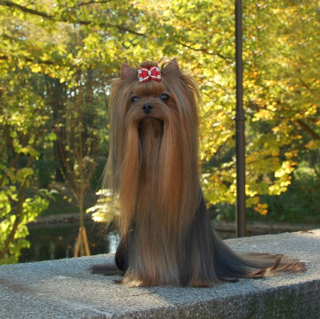 Дэнстайл Хан. Питомник Йоркширских терьеров Дэнстайл в Санкт-Петербурге заводчик Тих