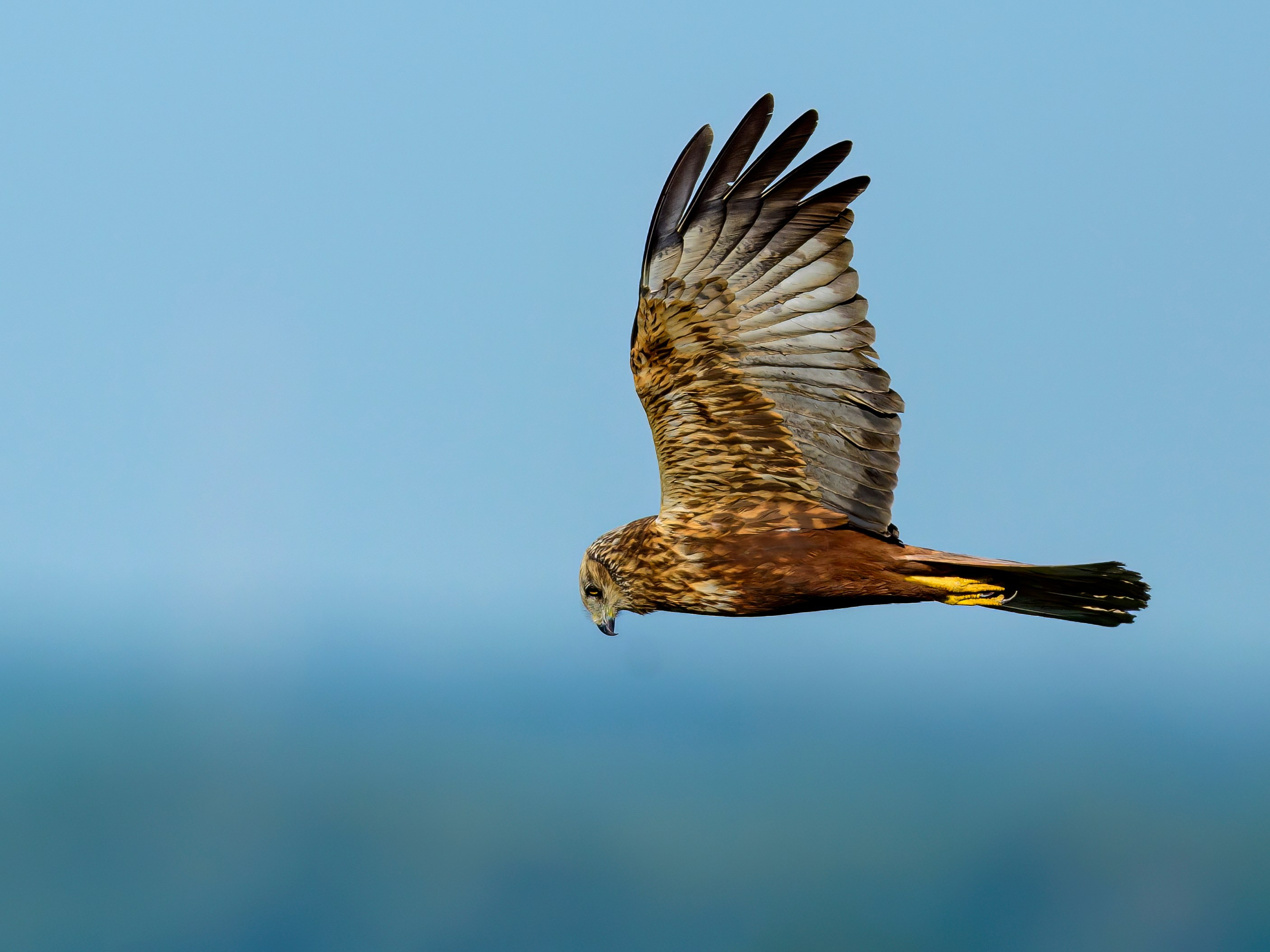 Лебеди, совы и лунь. Фотограф Сергей Пупонин