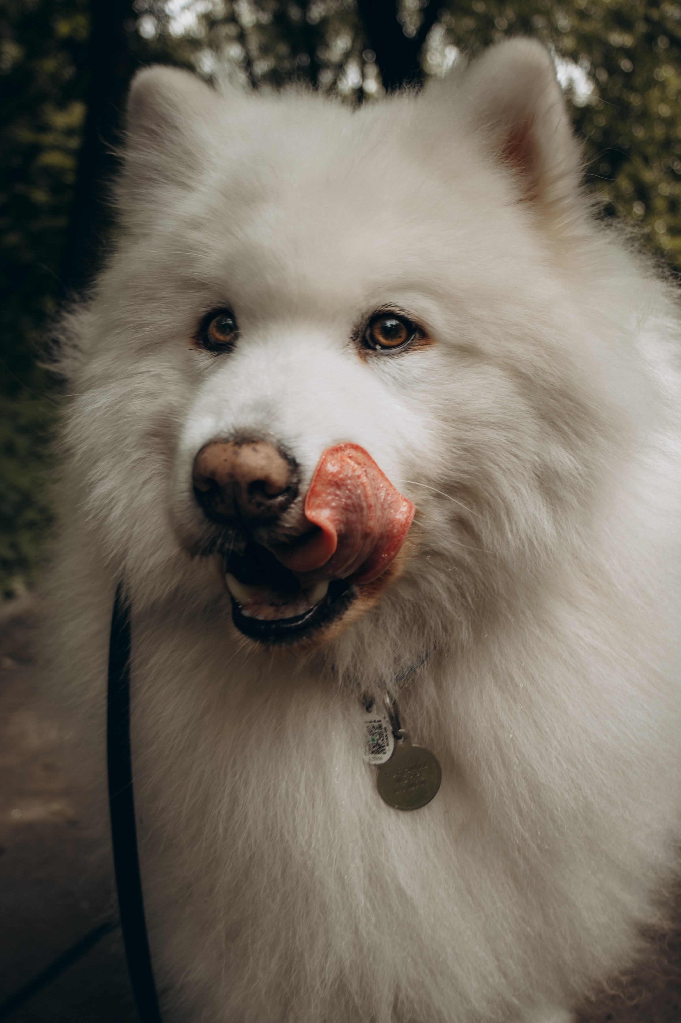 Как подготовить собаку к фотосессии. Фотограф-анималист в Москве Екатерина Тихонова