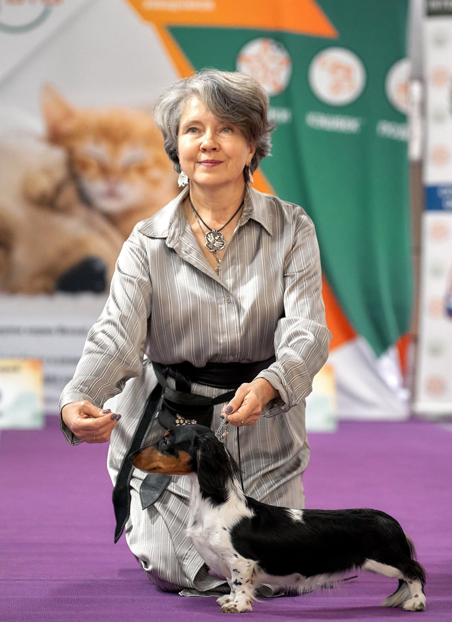 выставке съемка собак стойка ринге