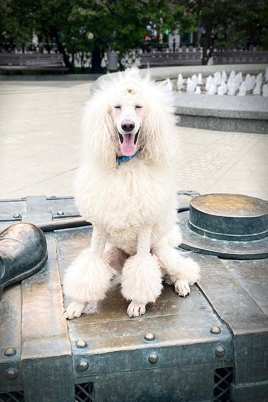 Бадди. Актерское агентство Art-faces