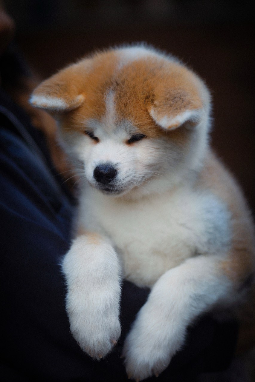 Red puppies. Kennel Akita inu