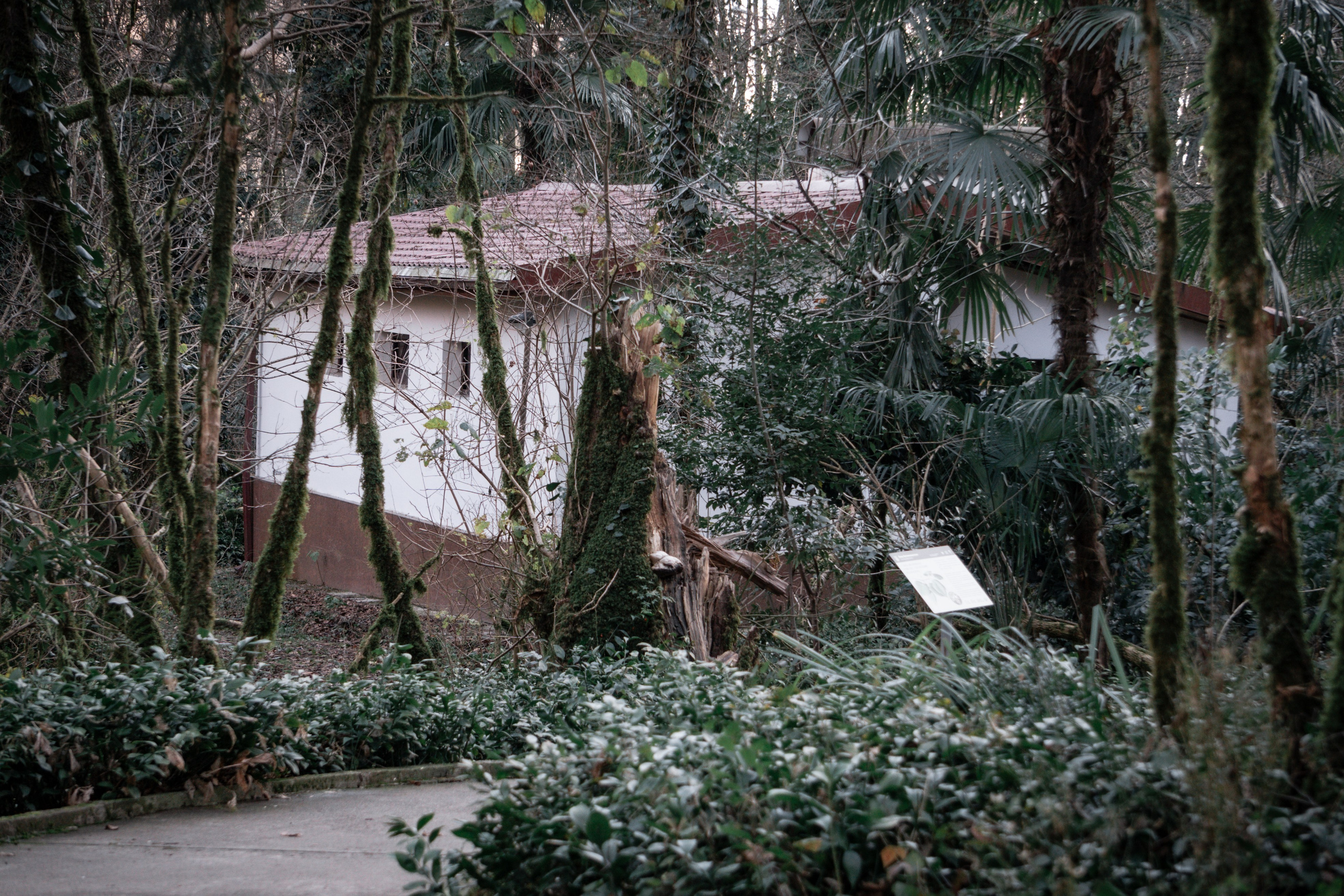 Тисо-самшитовая роща. Yaratezza production