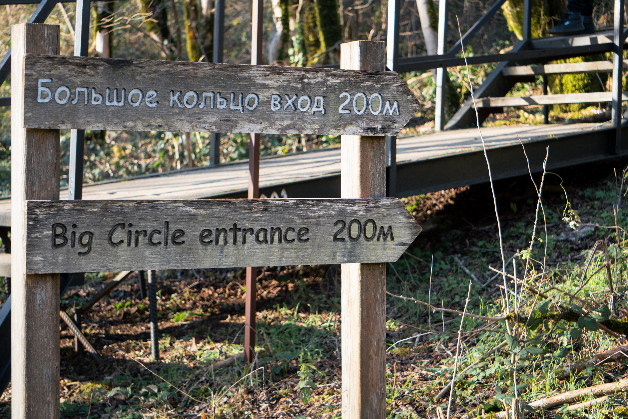 Тисо-самшитовая роща. Yaratezza production