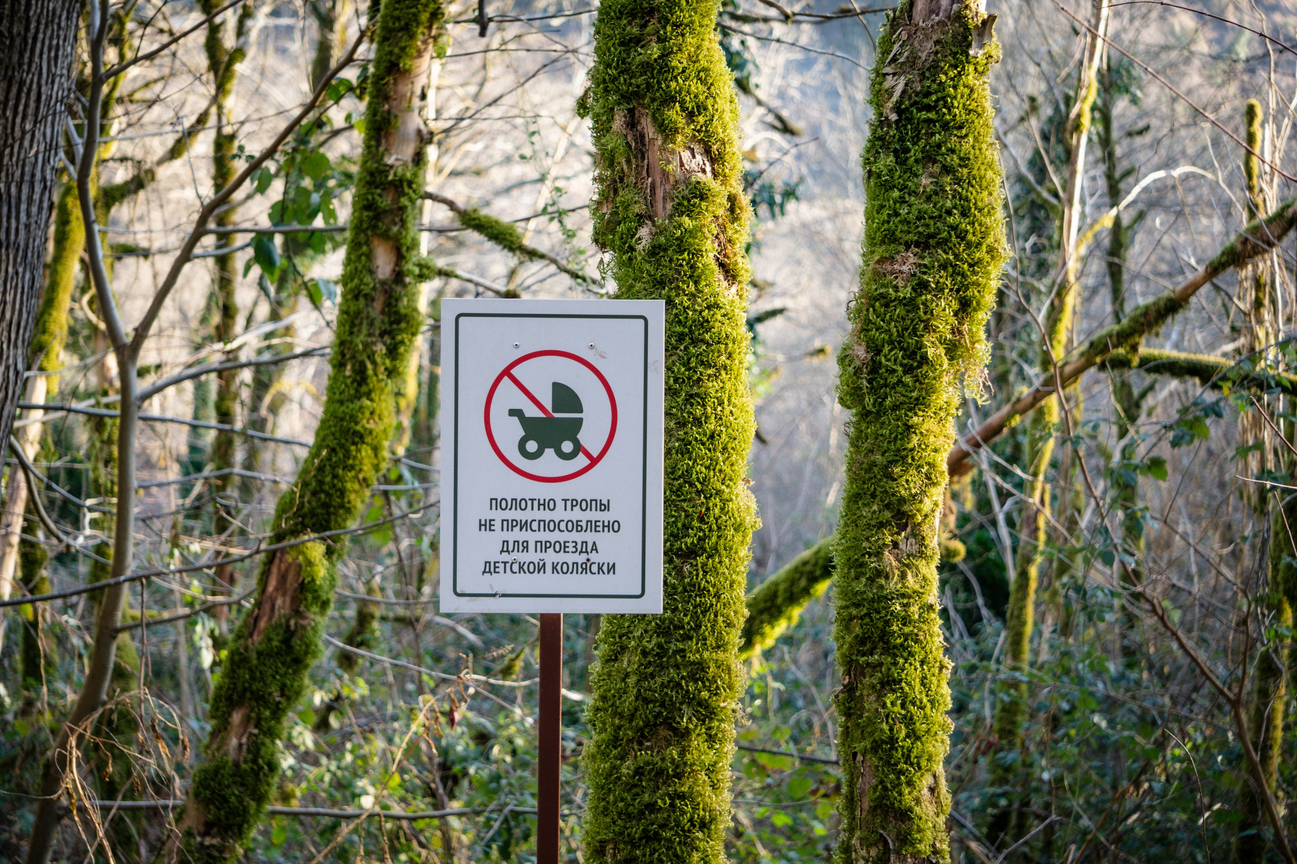 Тисо-самшитовая роща. Yaratezza production