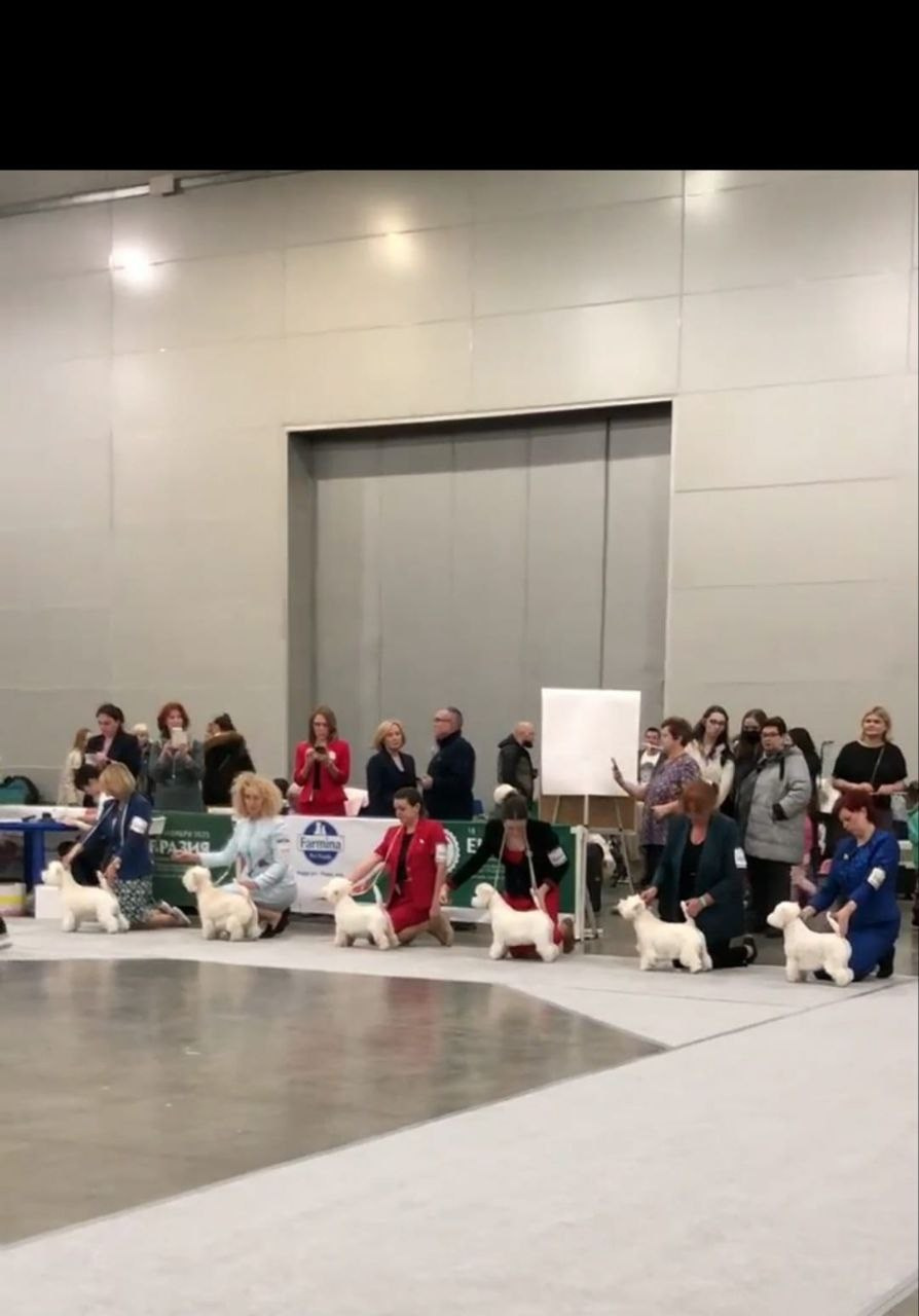 Самая престижная и крупная выставка «ЕВРАЗИЯ'23 в Крокус Экспо. Питомник собак породы вест хайленд вайт терьер в Москве