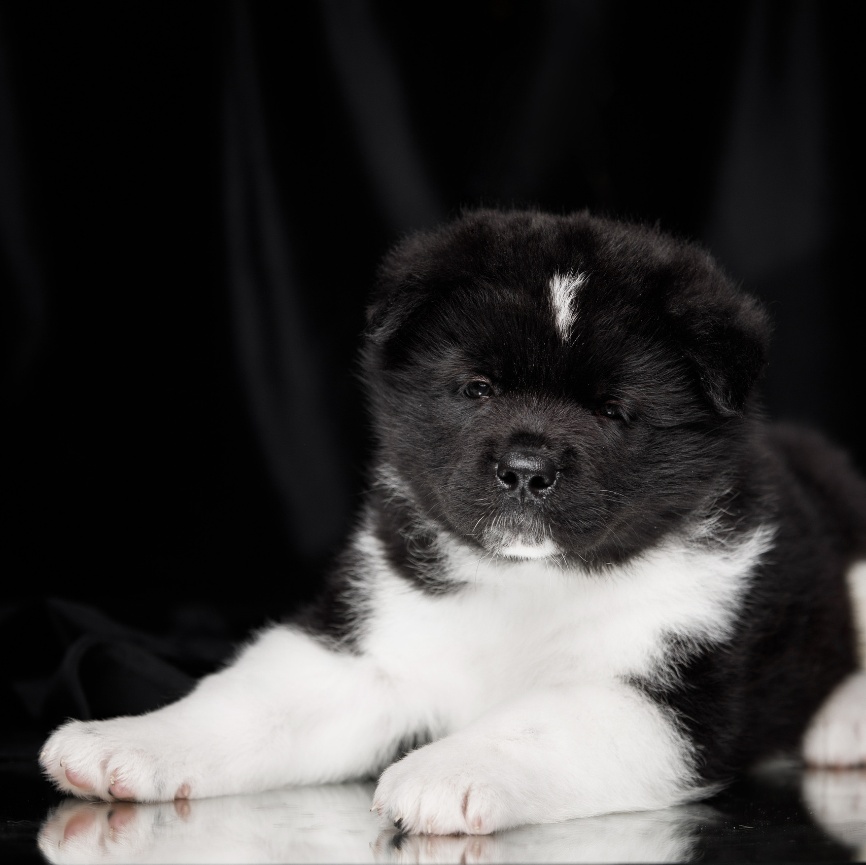Питомникам. Фотограф-анималист Саша Вязьмина