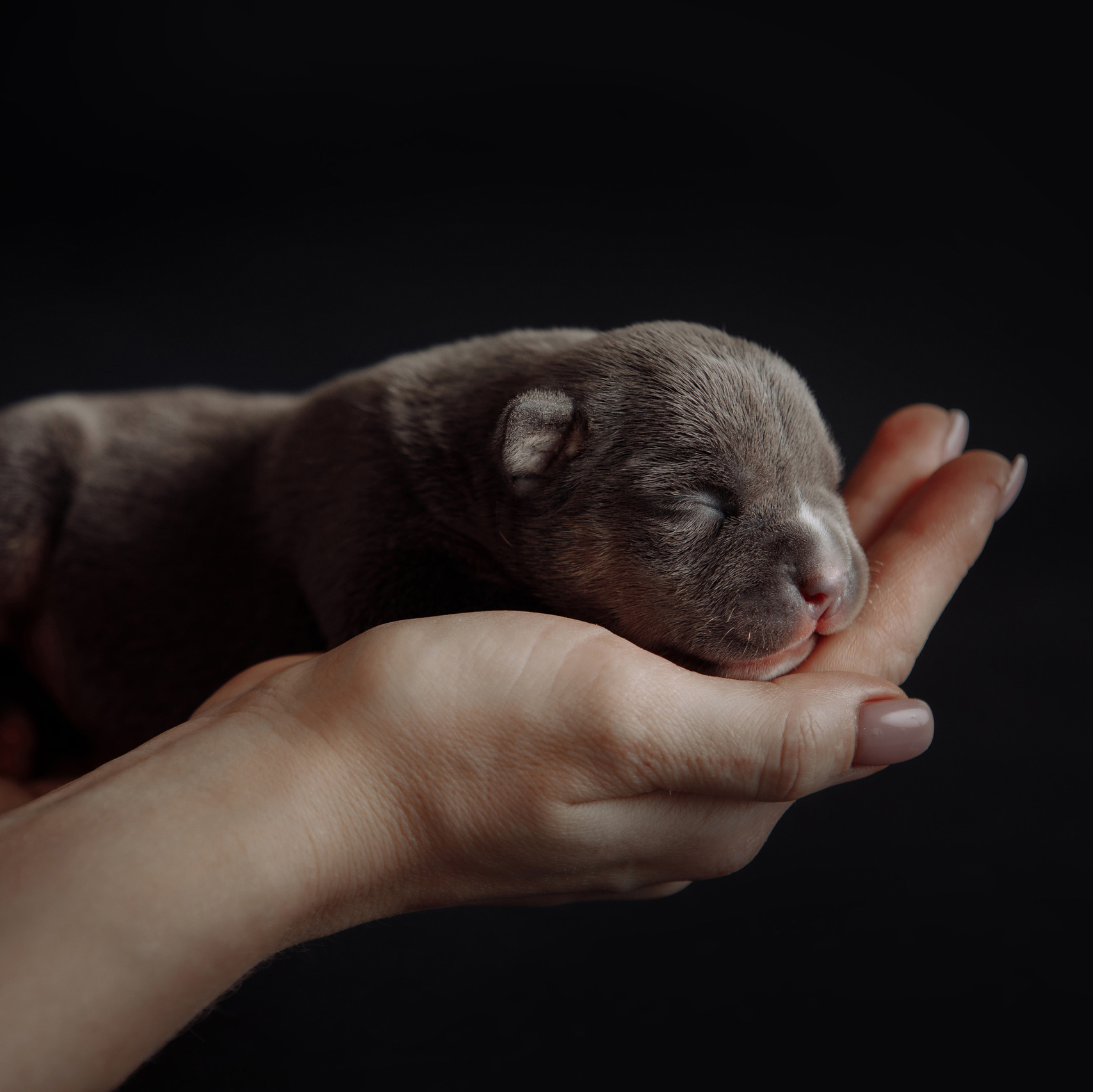 Питомникам. Фотограф-анималист Саша Вязьмина