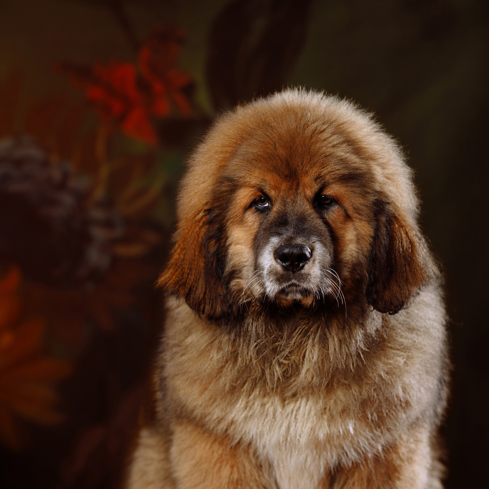 Питомникам. Фотограф-анималист Саша Вязьмина