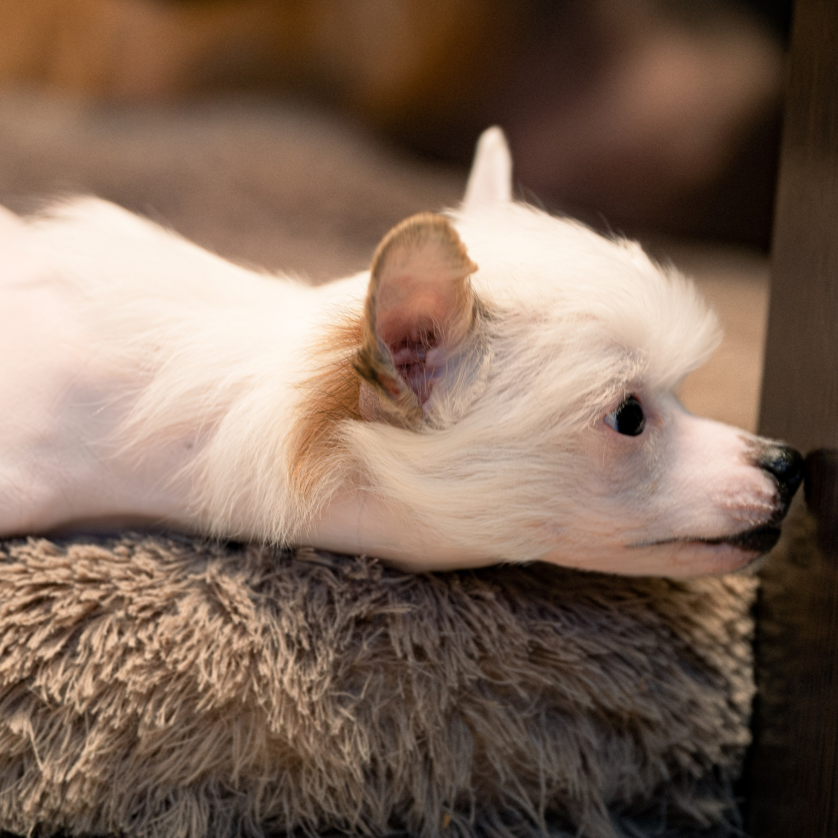 Francis (Laisan Island Francis) — New Home!. Chinese Crested Dog Kennel Poale Ell