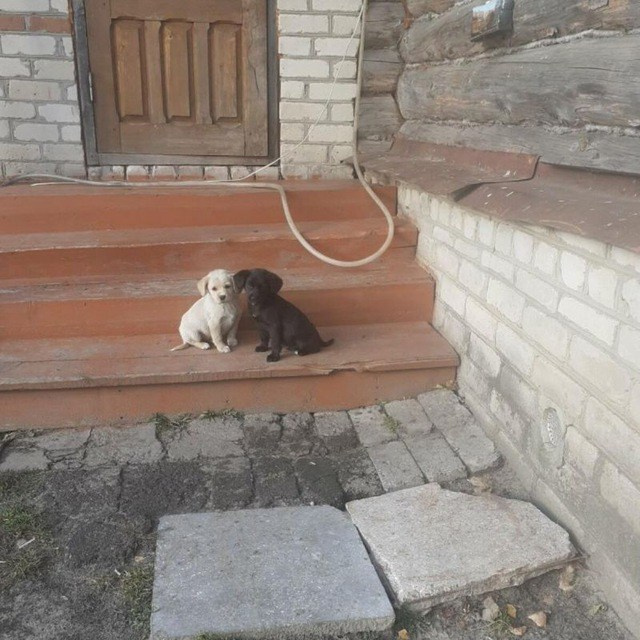 Отзывы. Школьный медиацентр МБОУ «Парапинская СОШ» в Республике Мордовия