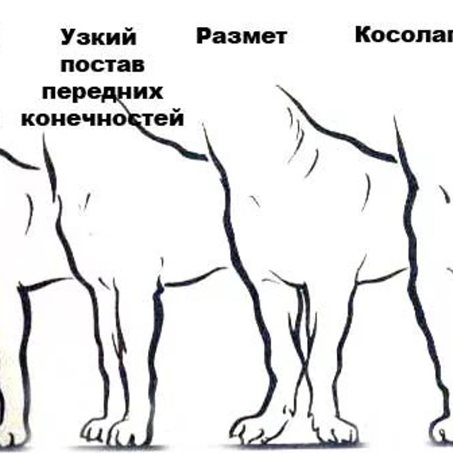 Формирование скелета Американского Булли: зоны роста костей щенка