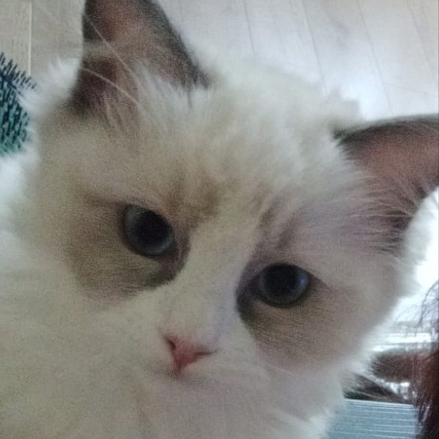 Отзывы о питомнике Loyal Adore. Питомник рэгдолл Loyal Adore