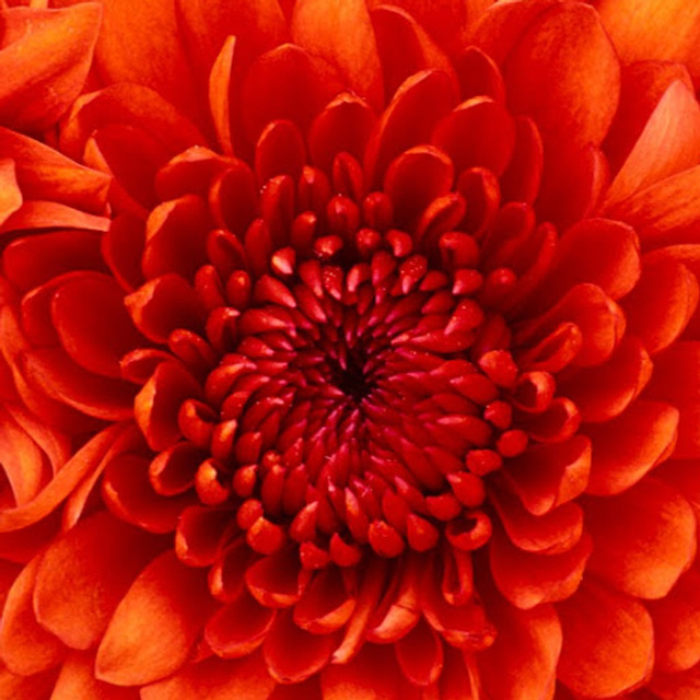 Отзывы о фотографе Ксения Чебиряк