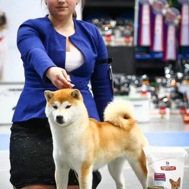 2019. SHIOMARU Shiba and Akita Inu Kennel